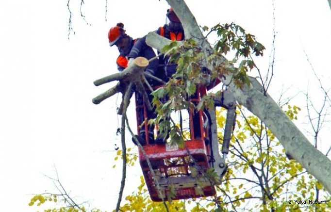 Asırlık Çınar Ağaçlarına Önce Tomografi Sonra Budama