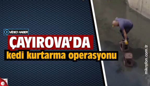 Çayırova&#039;da kanalizasyonda mahsur kalan yavru kedi tabureler yardımıyla kurtarıldı - Yaşam - Haber Sitesi Yazılımları - Haber Scripti