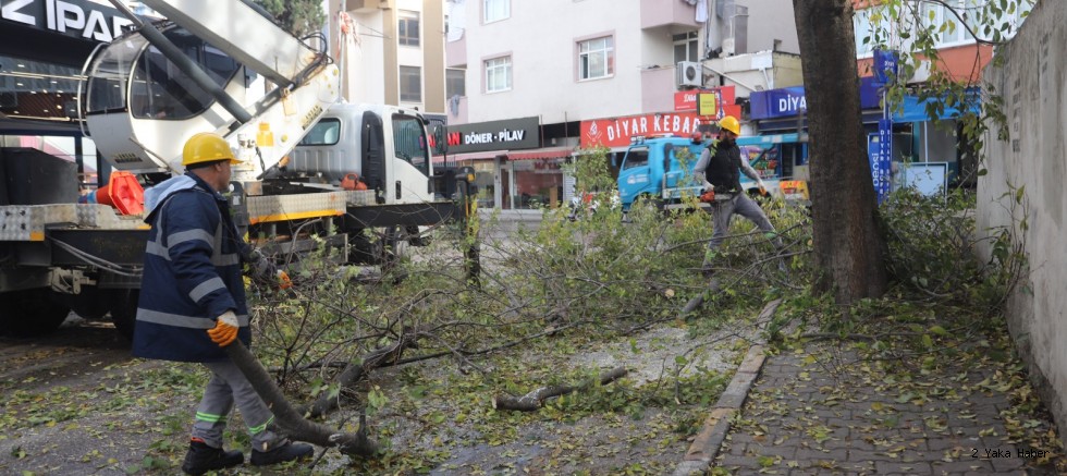 Kartal’da Ağaç Budama Çalışmaları Devam Ediyor