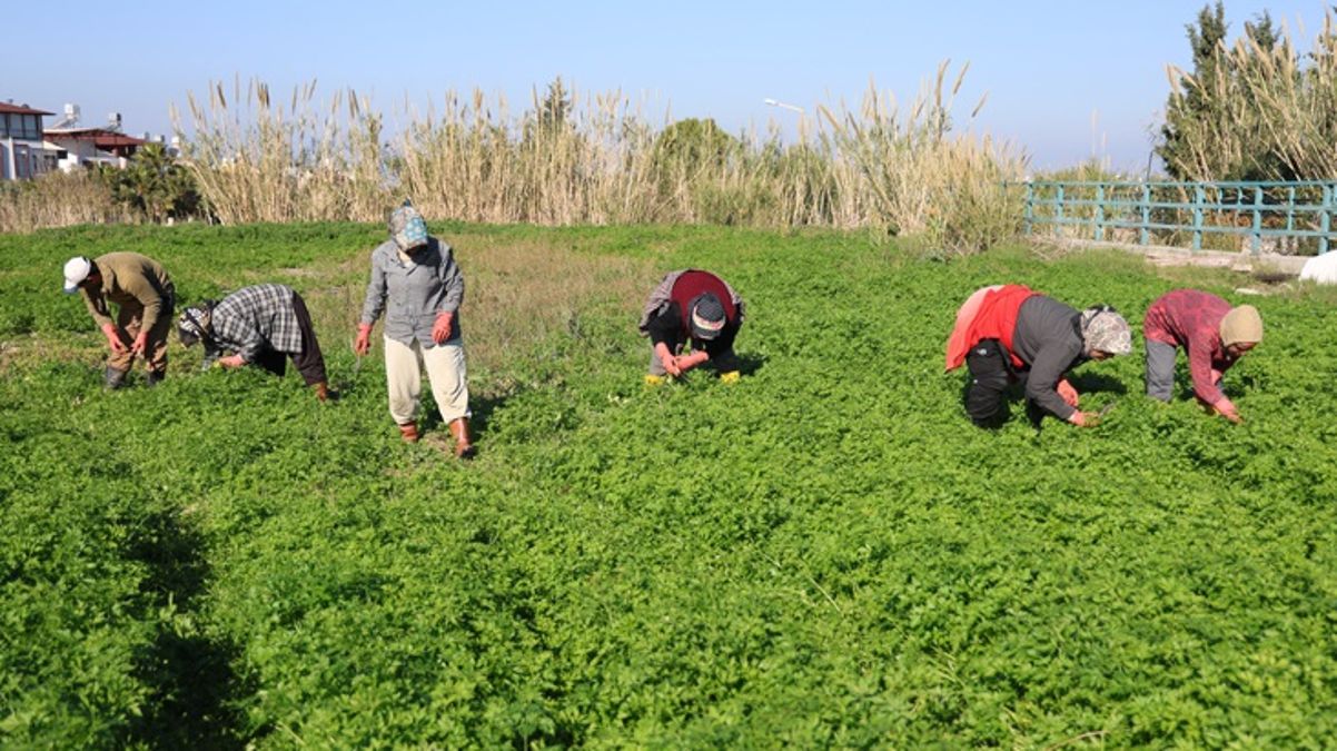 Vatandaş zehirlenmesin diye günlerce mesai yapıyorlar - SAĞLIK - Ulusal ve Yerel Medyanın Gücü